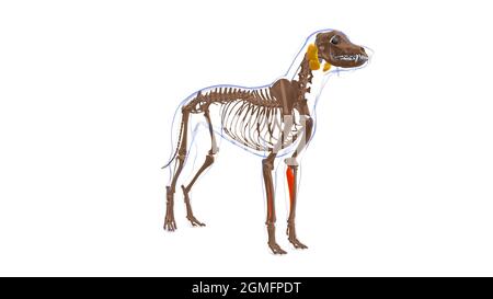 Flexor Digitorum Profundus UN muscle chien anatomie musculaire pour le concept médical Illustration 3D Banque D'Images