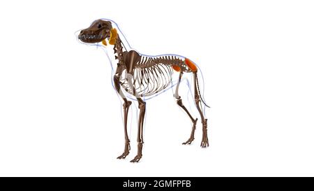 Gteus Medius muscle chien Anatomy for Medical concept 3D Illustration Banque D'Images