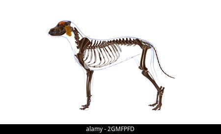 Frontalis muscle chien Anatomie musculaire pour le concept médical Illustration 3D Banque D'Images