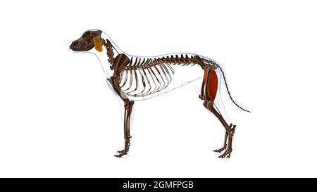 Gracilis muscle chien Anatomie musculaire pour le concept médical Illustration 3D Banque D'Images