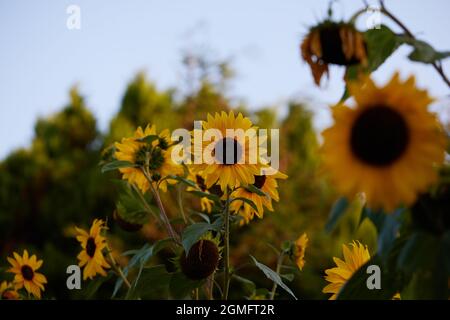 Tournesols vus à la fin de l'été. Banque D'Images