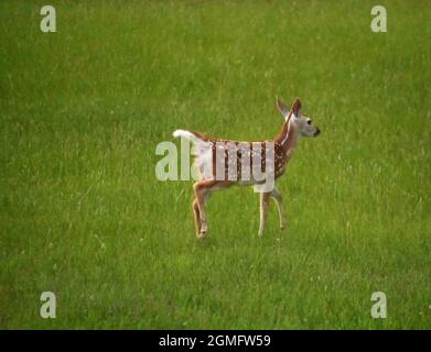 Adorable cerf à pois qui marche dans un champ herbacé. Banque D'Images