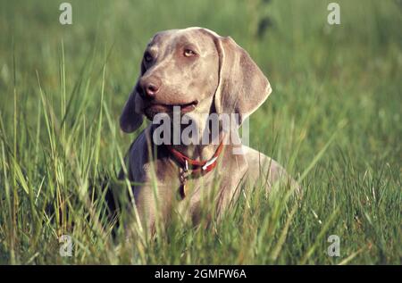 Weimaraner, jeune adulte célibataire sur le terrain Banque D'Images