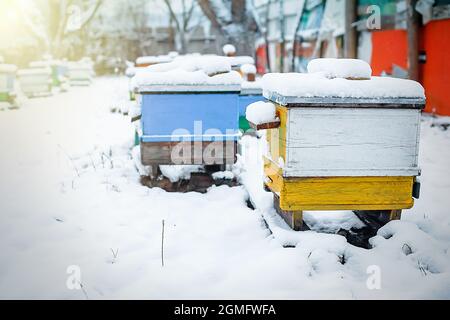 Des ruches colorées sur l'apiaire en hiver se tiennent dans la neige parmi les arbres enneigés. Ruches en décembre en Europe. Ruches à plusieurs coques. Banque D'Images