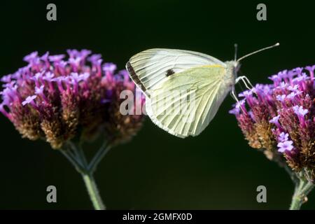 Chou papillon sur Verbena bonariensis 'Lollipop' Pieris papillon Verbena bonariensis plante insecte Banque D'Images