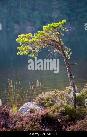 Chiné, herbes dorées et un jeune pin dans la lumière dorée du soir sur les rives du magnifique Loch an Eilein, Rothiemurchus, Cairngorms National Pa Banque D'Images