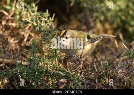 Goldcrest foraging pour les insectes sur un arbuste de gorse. Angleterre, Royaume-Uni. Banque D'Images