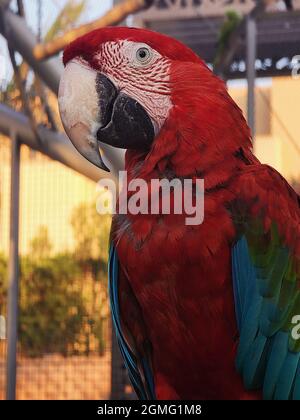 Perroquet rouge Scarlet Macaw, oiseau assis sur la branche, le Caire, Égypte. Banque D'Images