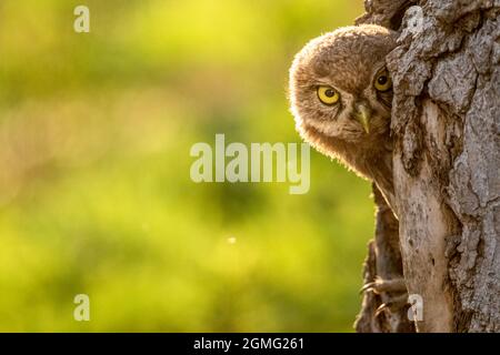 Petit hibou qui regarde de son trou Banque D'Images