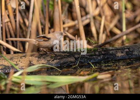 Une femelle reedling barbu assise sur le bord de l'eau Banque D'Images