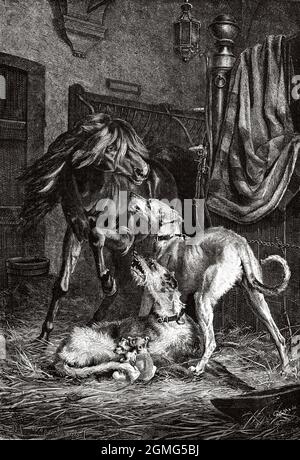 Violation de la frontière. Les chiens avec leurs jeunes affrontent un cheval dans une écurie, la peinture de Pietro Morgari (1852-1885) était un peintre italien, principalement de portraits. Ancienne illustration gravée du XIXe siècle de la Ilustración Artística 1882 Banque D'Images