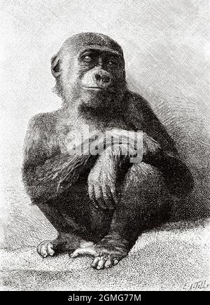 Le jeune gorille de la Ménagerie nationale du Musée d'Histoire naturelle de Paris en 1884, France. Europe. Ancienne illustration gravée du XIXe siècle de la nature 1883 Banque D'Images
