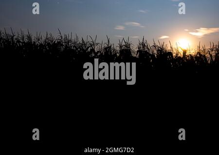 Coucher de soleil derrière le champ de maïs. Paysage avec ciel bleu et coucher de soleil. Des plantes en silhouette. Vue avant. Banque D'Images