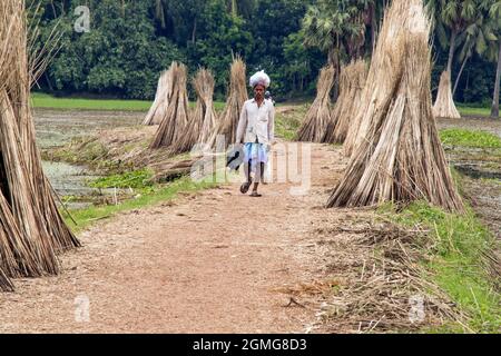 récolte de jute dans le bengale occidental rural Banque D'Images