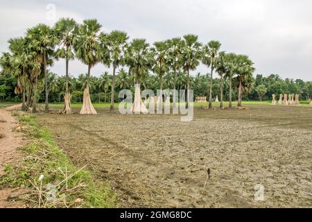 récolte de jute dans le bengale occidental rural Banque D'Images