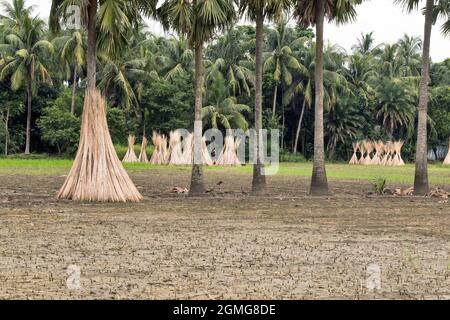 récolte de jute dans le bengale occidental rural Banque D'Images