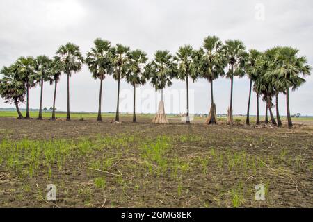 récolte de jute dans le bengale occidental rural Banque D'Images