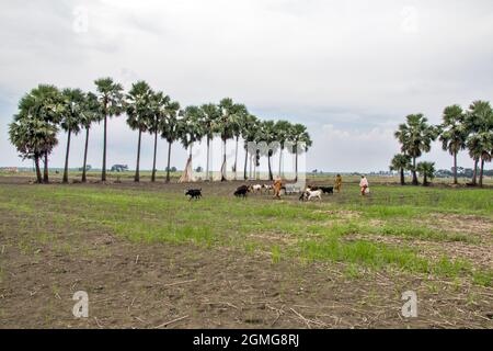 récolte de jute dans le bengale occidental rural Banque D'Images