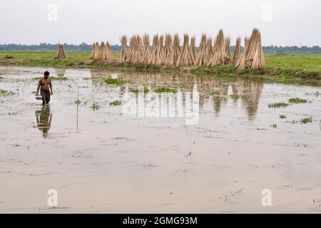 récolte de jute dans le bengale occidental rural Banque D'Images