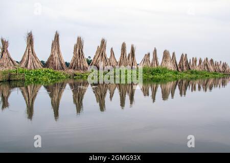 Le jute est séché dans les villages éloignés de Parganas du nord 24, le principal moyen de subsistance de la région est la culture du jute. Banque D'Images