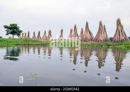 Le jute est séché dans les villages éloignés de Parganas du nord 24, le principal moyen de subsistance de la région est la culture du jute. Banque D'Images