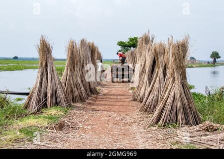 Le jute est séché dans les villages éloignés de Parganas du nord 24, le principal moyen de subsistance de la région est la culture du jute. Banque D'Images