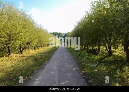 La route dans le verger d'été entre les arbres s'étendant dans la distance en perspective. Sans personne, vide Banque D'Images