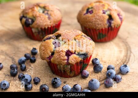 Muffins aux myrtilles sur bois dur avec myrtilles fraîches Banque D'Images