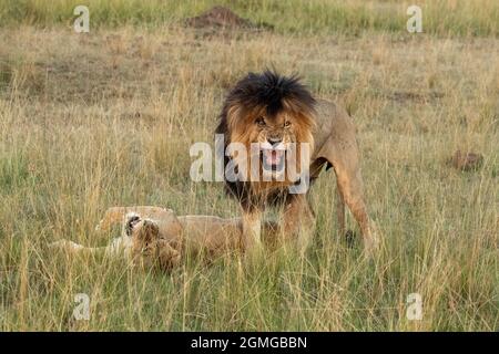 Lion mandu, SCAR, (Panthera leo) Masai Mara, du Journal des grands chats, dans la réserve de jeu de Masai Mara Banque D'Images