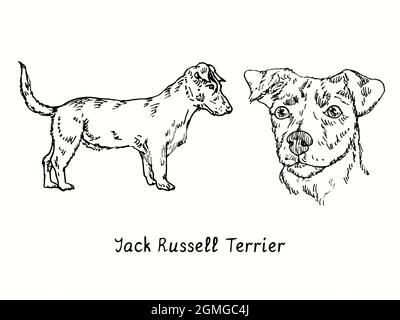 Collection Jack Russell Terrier (Parson Russell Terrier) vue latérale et tête. Dessin d'une boisée noire et blanche à l'encre. Banque D'Images