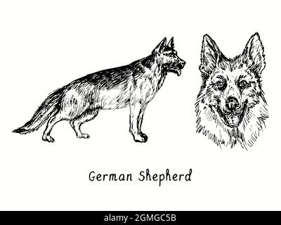 German Shepherd (Deutshe Schäferhund) collection debout vue latérale et tête. Dessin d'une boisée noire et blanche à l'encre. Banque D'Images