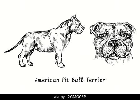 American Pit Bull Terrier collection debout vue latérale et tête. Dessin d'une boisée noire et blanche à l'encre. Banque D'Images