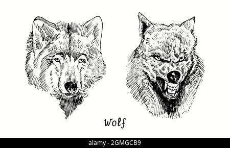 Wolf collection muzzle vue de devant calme et grognant. Dessin d'une boisée noire et blanche à l'encre. Banque D'Images
