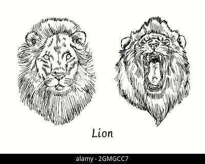 Lion calme et grognant vue sur le front de mer. Dessin d'une boisée noire et blanche à l'encre. Banque D'Images