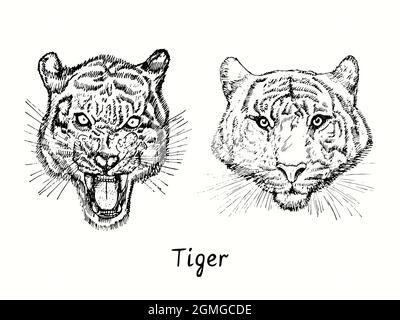 Collection Tiger grogning et Calm Head avec vue avant. Dessin d'encreur noir et blanc. Banque D'Images