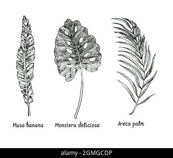 Banane de Musa, Monstera deliciosa, feuille de palmier d'Areca.Dessin d'une boisée noire et blanche à l'encre Banque D'Images