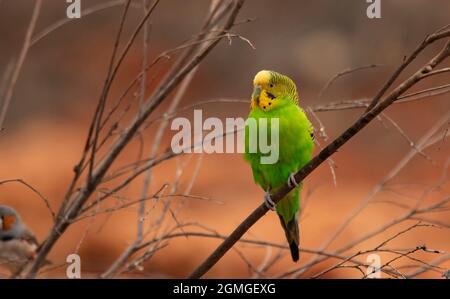 Budgerigar, Melopsittacus undulatus, perché dans un brousse de l'Outback de l'Australie centrale. Banque D'Images