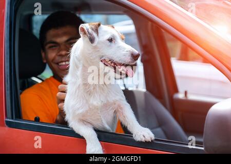 Le chien Jack Russell est assis dans la voiture avec son propriétaire souriant Banque D'Images