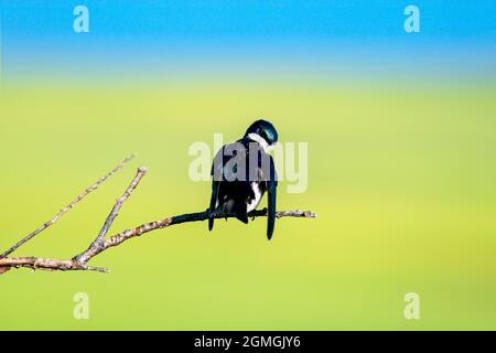 Une allow d'arbre est perchée sur un membre en regardant vers l'arrière un matin d'été brillant. Banque D'Images