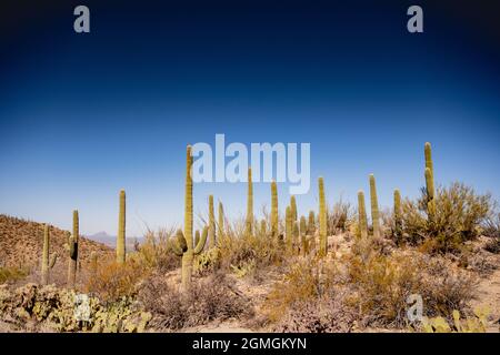 Lumière de l'après-midi sur le désert de Sonoran dans le parc national de Saguaro Banque D'Images