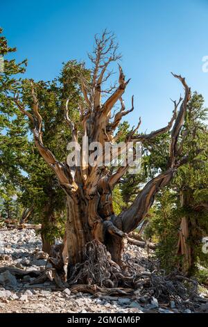L'arbre de Bristle Cone grandit en grande taille pendant des milliers d'années dans le parc national de Great Basin Banque D'Images