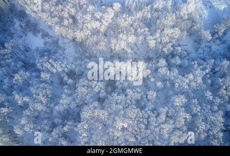 Photo aérienne de la forêt de bouleau en hiver. Tir de drone d'arbres couverts de givre et de neige. Arrière-plan naturel en hiver. Banque D'Images