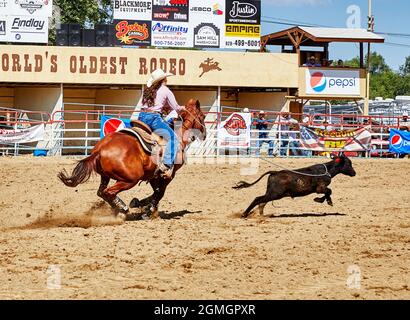 Prescott, Arizona, États-Unis - le 12 septembre 2021 : une cowgirl a roulé un veau à la compétition de rodéo qui s'est tenue au parc des expositions de rodéo de Prescott pendant le Yavapai Banque D'Images