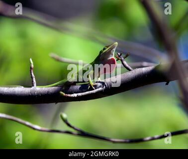 Un Anole de Caroline de sexe masculin présente un bassin de rosée à la succursale le jour du soleil Banque D'Images