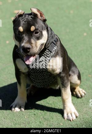 Bully américaine féminine de 5 mois. Parc pour chiens hors-laisse dans le nord de la Californie. Banque D'Images