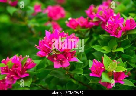 Beau bougainvilliers magenta (fleurs en papier) en couleur coloré (Bougainvillea glabra Choisy). Banque D'Images