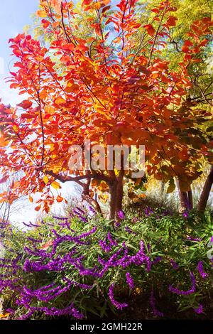 La grâce du Smokebush, Cotinus Coggygria avec son feuillage automnal et Salvia Mexican Sage, Salvia luecantha, est une caractéristique de ce jardin de banlieue. Banque D'Images