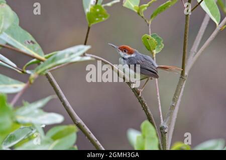 Taloroiseau à queue rufée, parc national de Bako, Sarawak, Malaysisa, août 2015 Banque D'Images