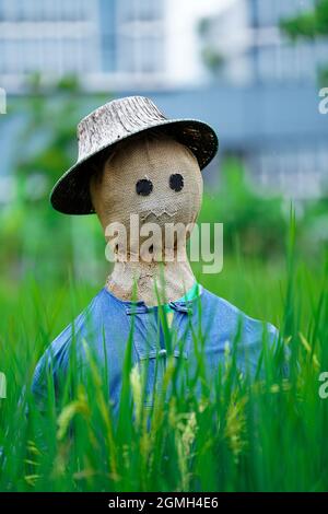 Scarecrow dans un champ de riceberry biologique urbain, Bangkok, Thaïlande, Asie du Sud-est. Banque D'Images