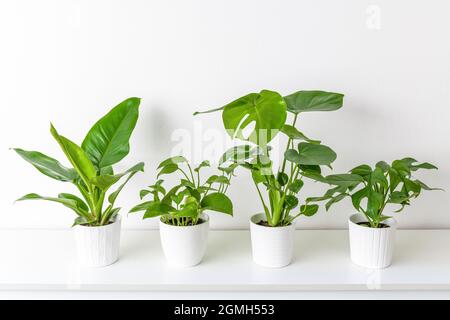 Collection de différentes plantes d'intérieur tropicales exposées dans des pots en céramique blanche. Plantes de maison exotiques en pot sur étagère blanche contre mur blanc. Banque D'Images